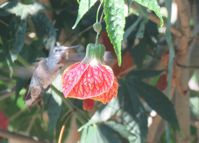 hummingbird