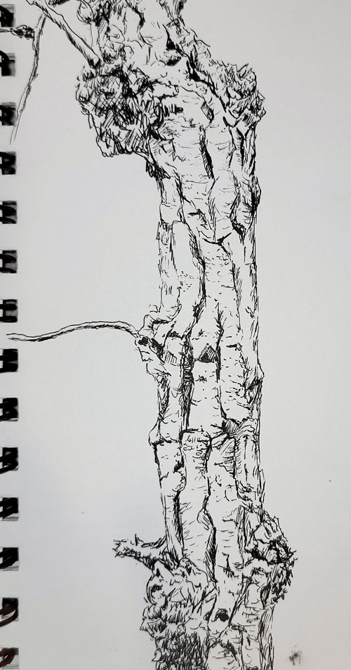 inkdrawing treealongrivertrail