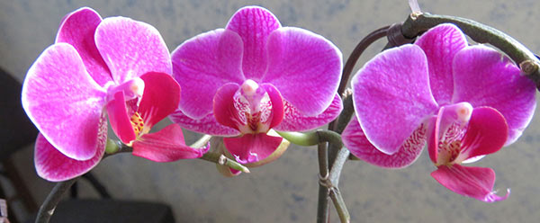 orchids