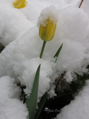 yellowtulipinsnow