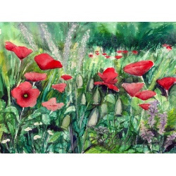 Wild Poppies