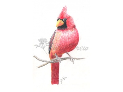 cardinal-posing_281x448