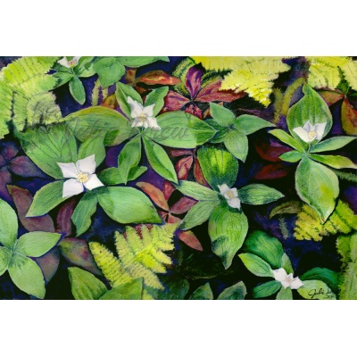 Dwarf Dogwood