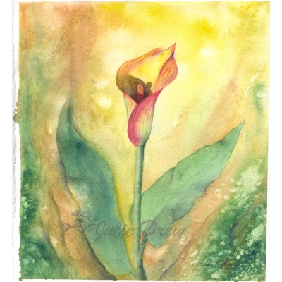 Calla Lilly