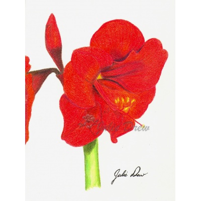 Amaryllis