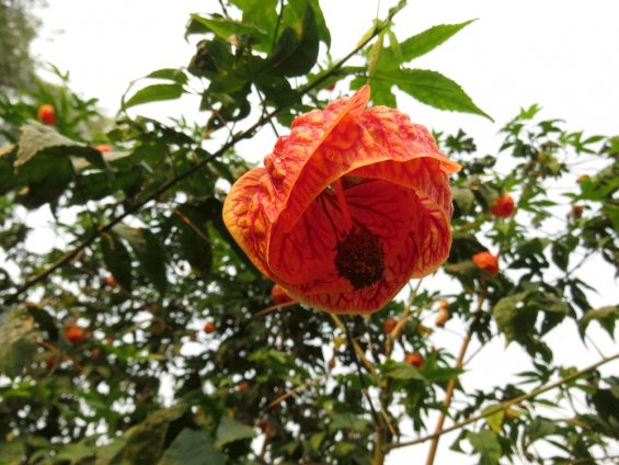 Red Tiger Abutilon